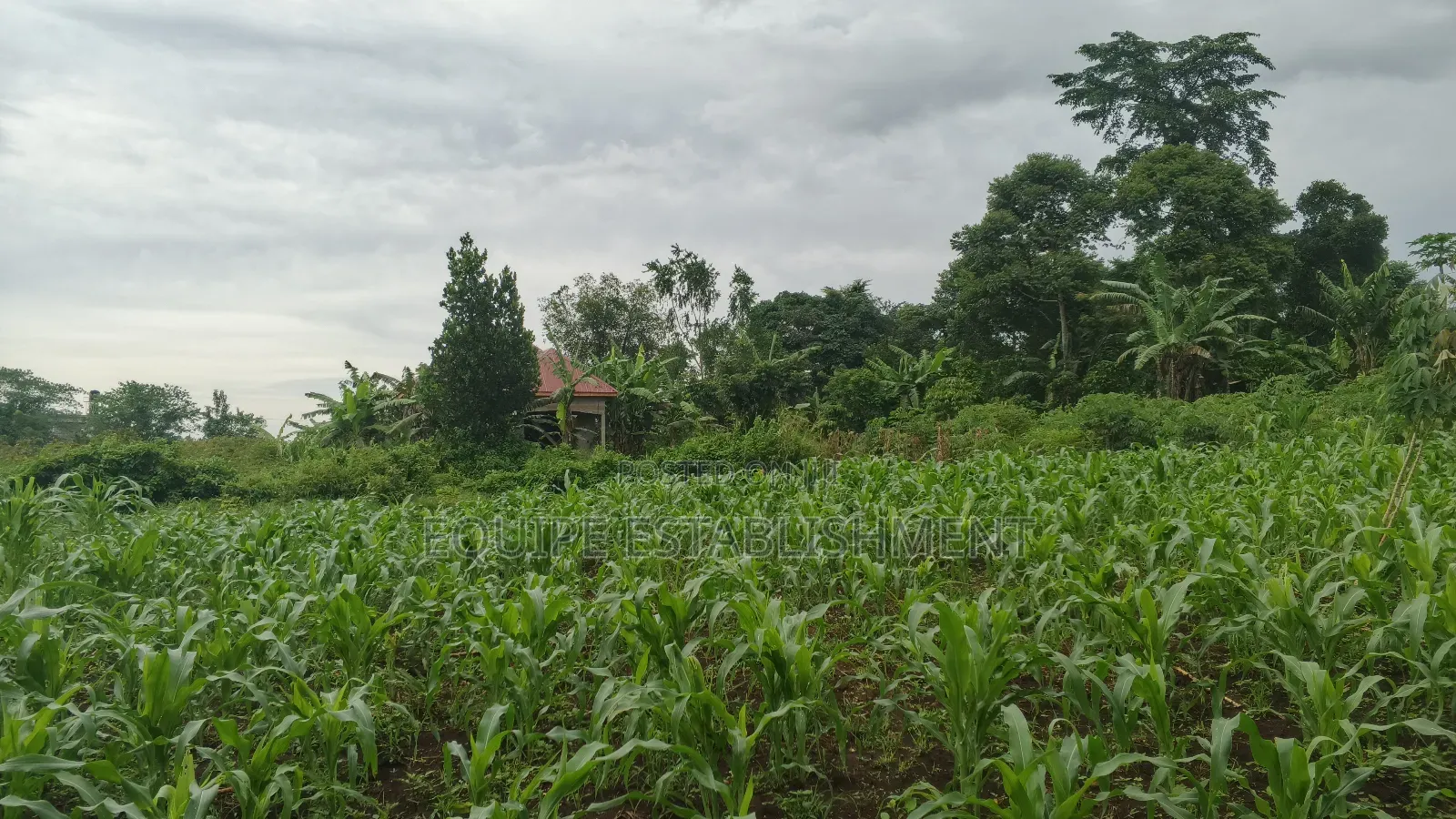 Plot's Available Kikandwa Mukono Kayunga Road