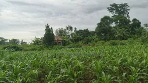 Plot's Available Kikandwa Mukono Kayunga Road