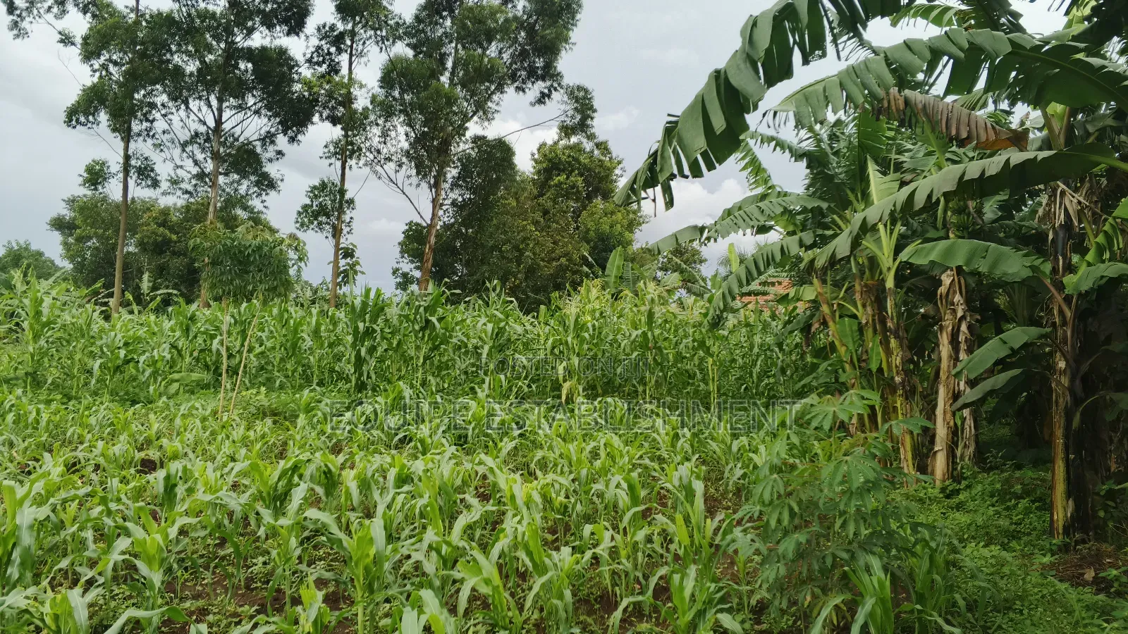 Plot's Available Kikandwa Mukono Kayunga Road