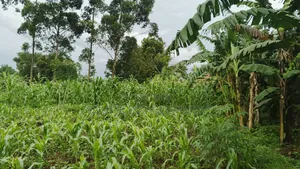 Plot's Available Kikandwa Mukono Kayunga Road