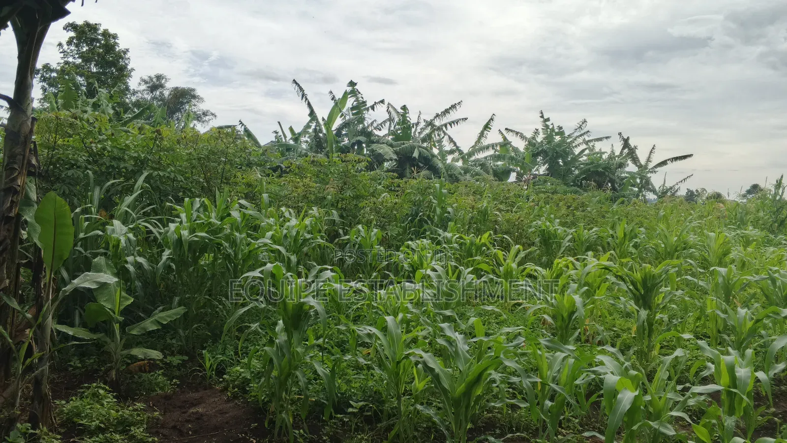 Plot's Available Kikandwa Mukono Kayunga Road