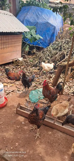 Pure Local Freerange Cocks