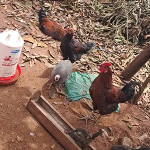 Pure Local Freerange Cocks