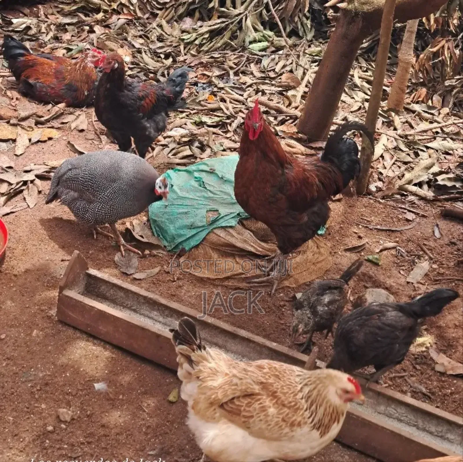 Pure Local Freerange Cocks