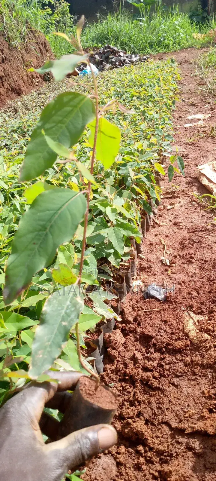 Eucalyptus Gu / Clones