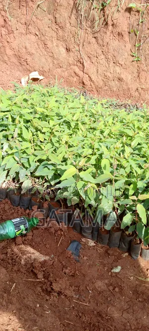 Eucalyptus Gu / Clones