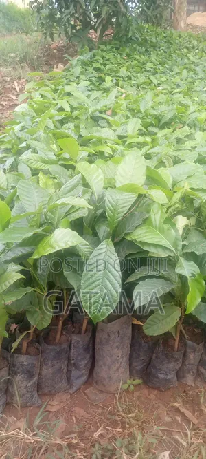CWD-R Varieties/ Kr 2-10 Coffee Seedlings