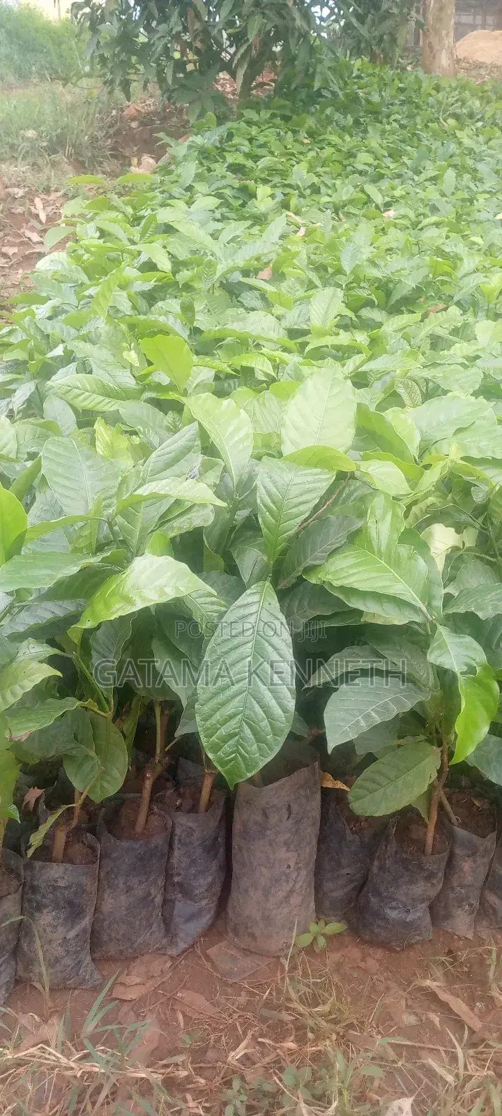 CWD-R Varieties/ Kr 2-10 Coffee Seedlings