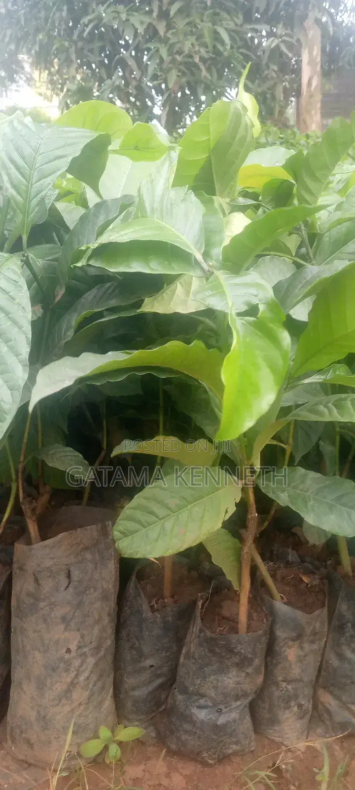 CWD-R Varieties/ Kr 2-10 Coffee Seedlings