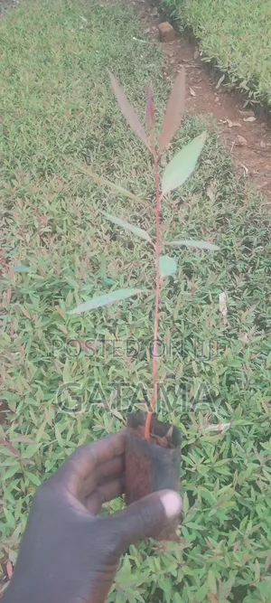 Eucalyptus Gc 796/1