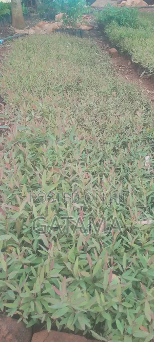Eucalyptus Gc 796/1