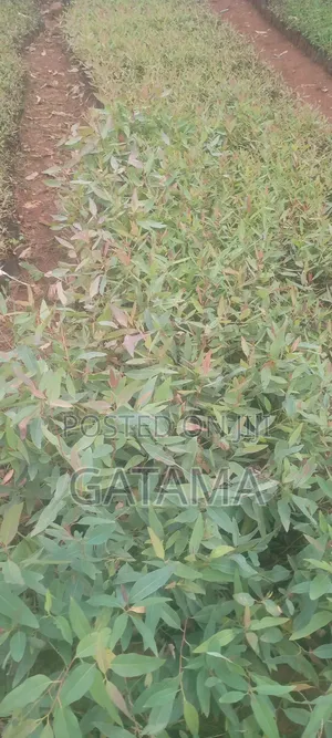 Eucalyptus Gc 796/1