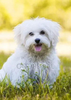 6-12 months Male Purebred Maltese