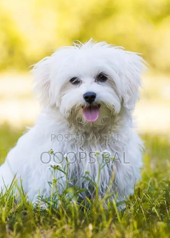 6-12 months Male Purebred Maltese
