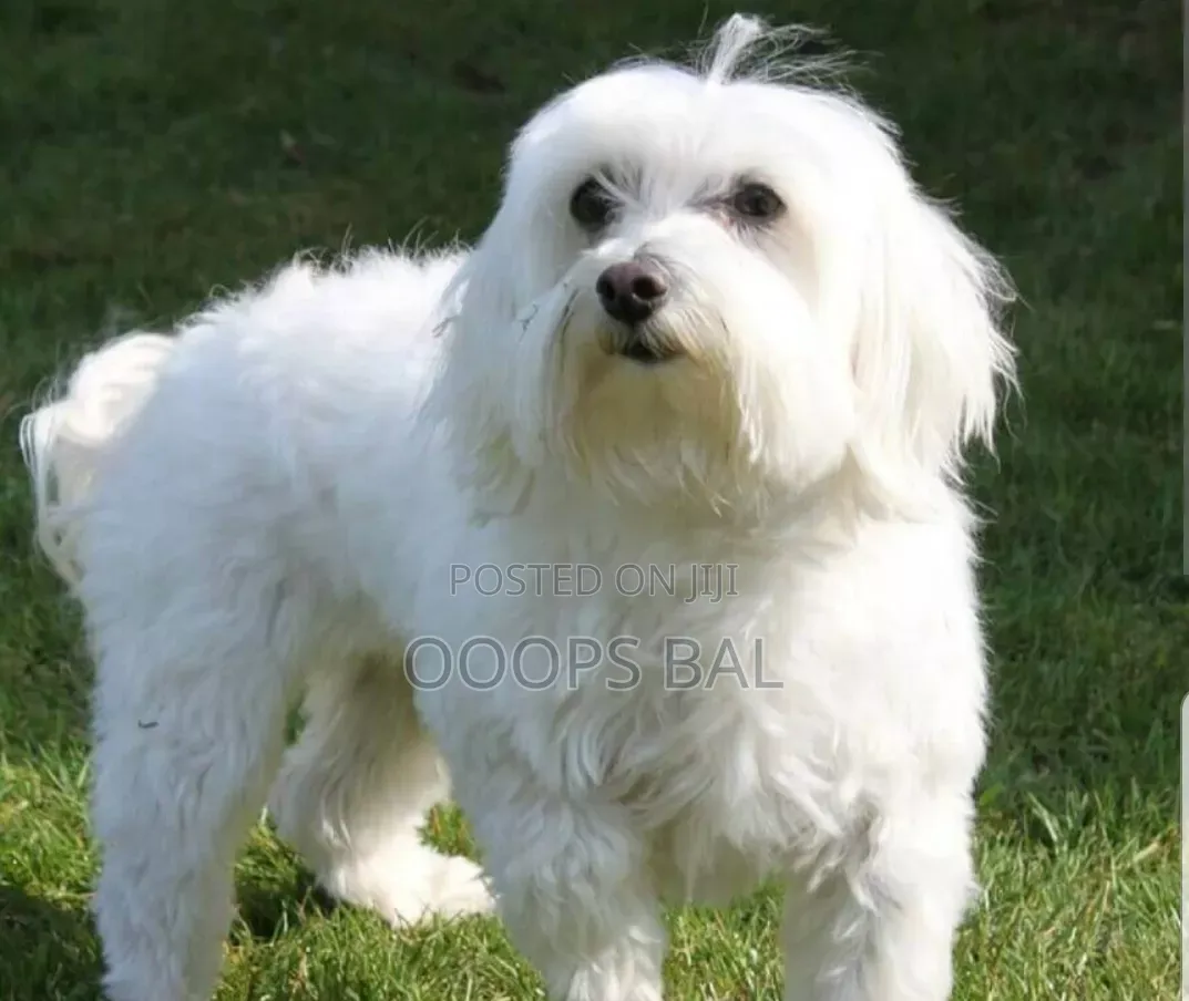 6-12 months Male Purebred Maltese