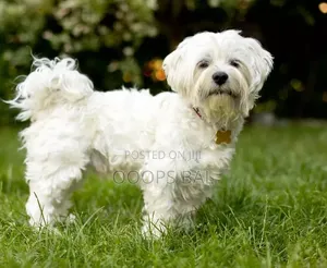 6-12 months Male Purebred Maltese