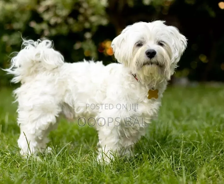 6-12 months Male Purebred Maltese
