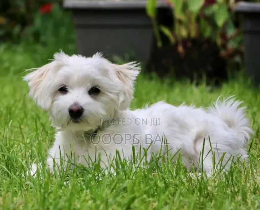 6-12 months Male Purebred Maltese