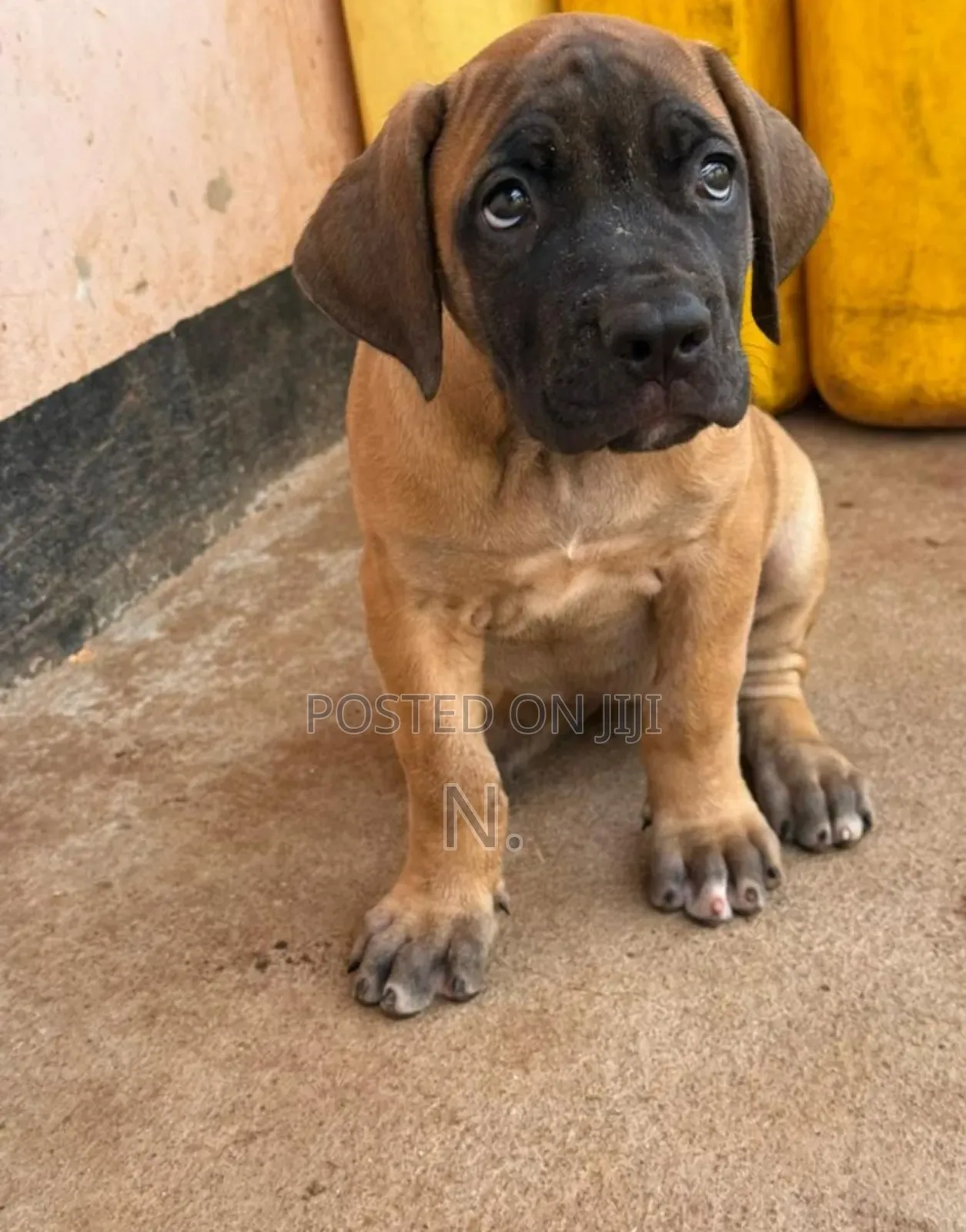 1-3 months Male Purebred Boerboel