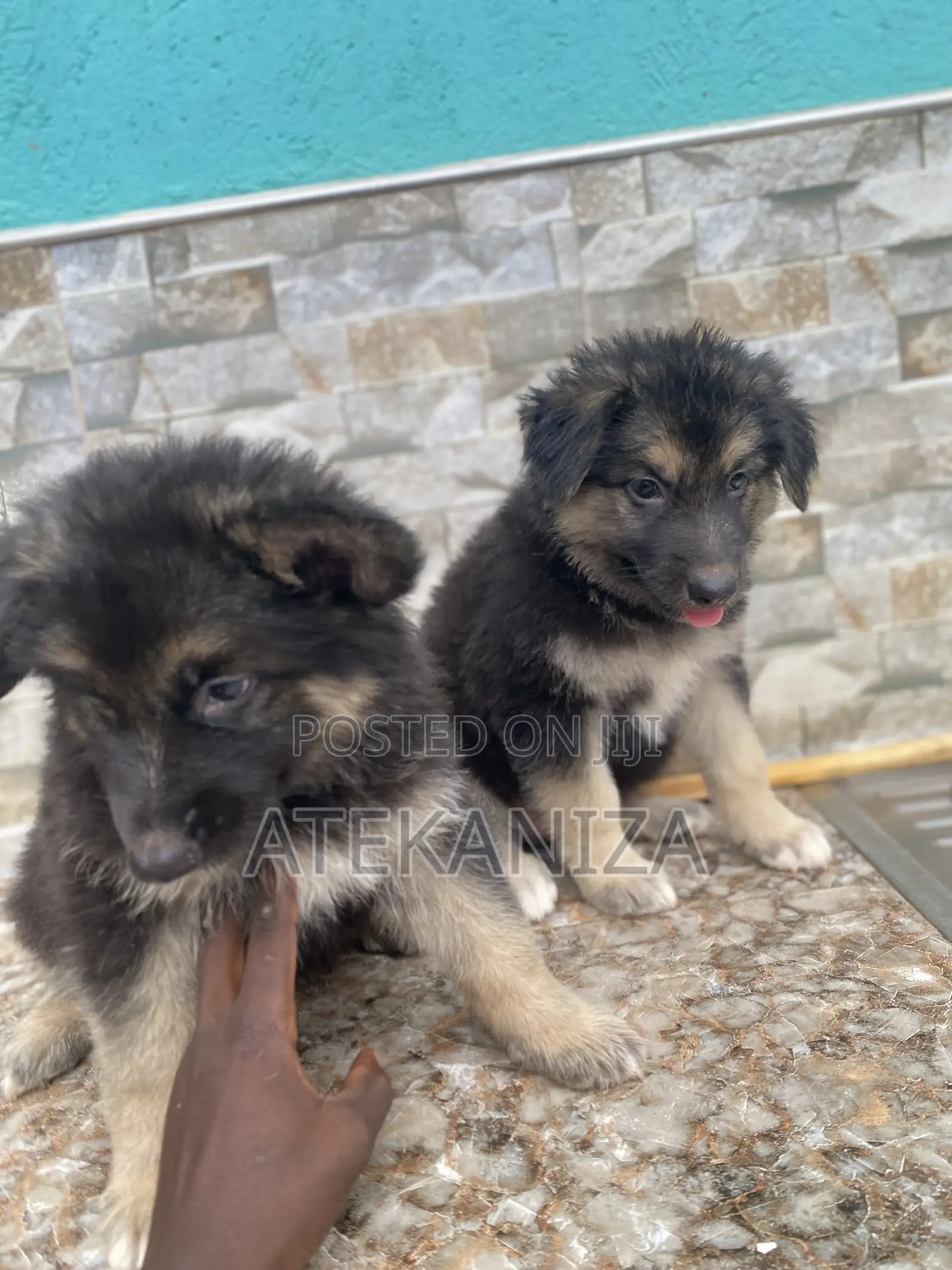 1-3 months Male Purebred German Shepherd