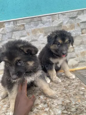1-3 months Male Purebred German Shepherd