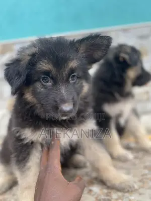 1-3 months Male Purebred German Shepherd