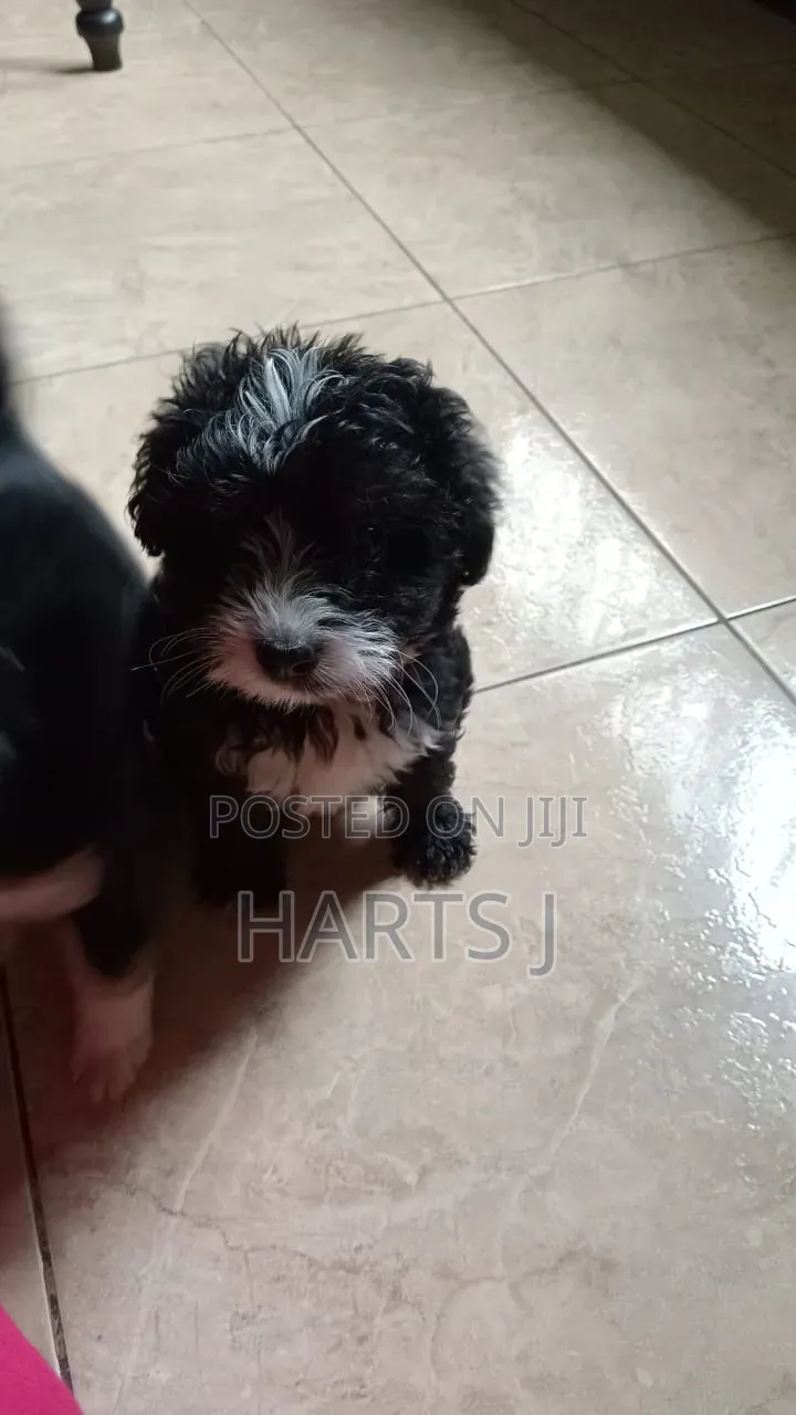 1-3 months Female Purebred Maltese