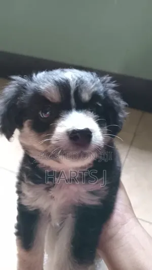 1-3 months Female Purebred Maltese