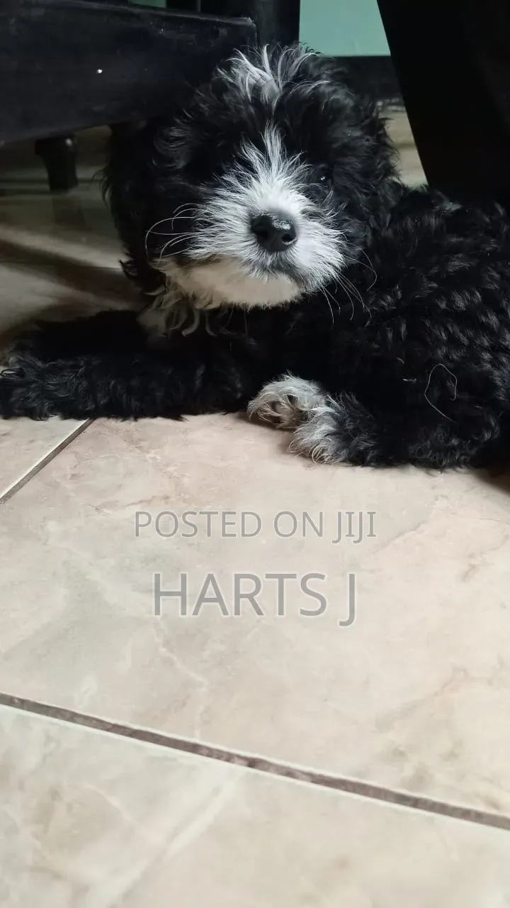 1-3 months Female Purebred Maltese