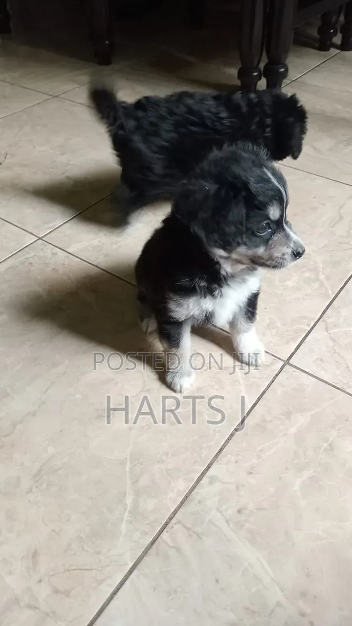 1-3 months Female Purebred Maltese