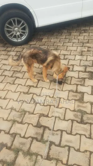 3-6 months Male Purebred German Shepherd