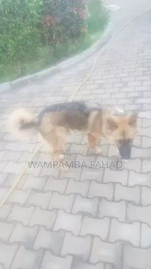 3-6 months Male Purebred German Shepherd