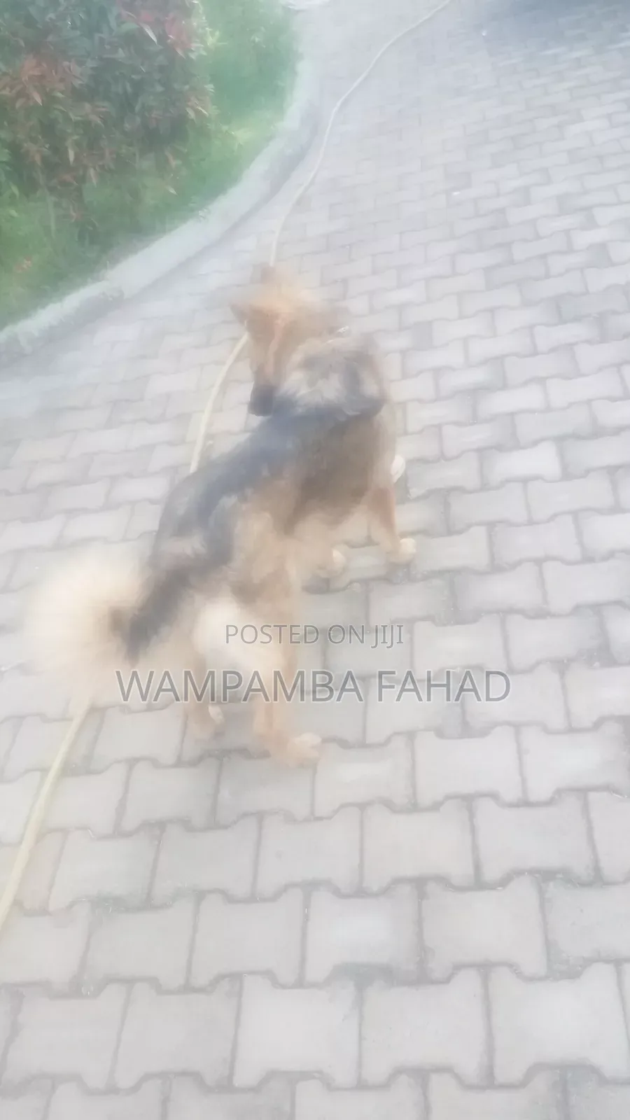 3-6 months Male Purebred German Shepherd