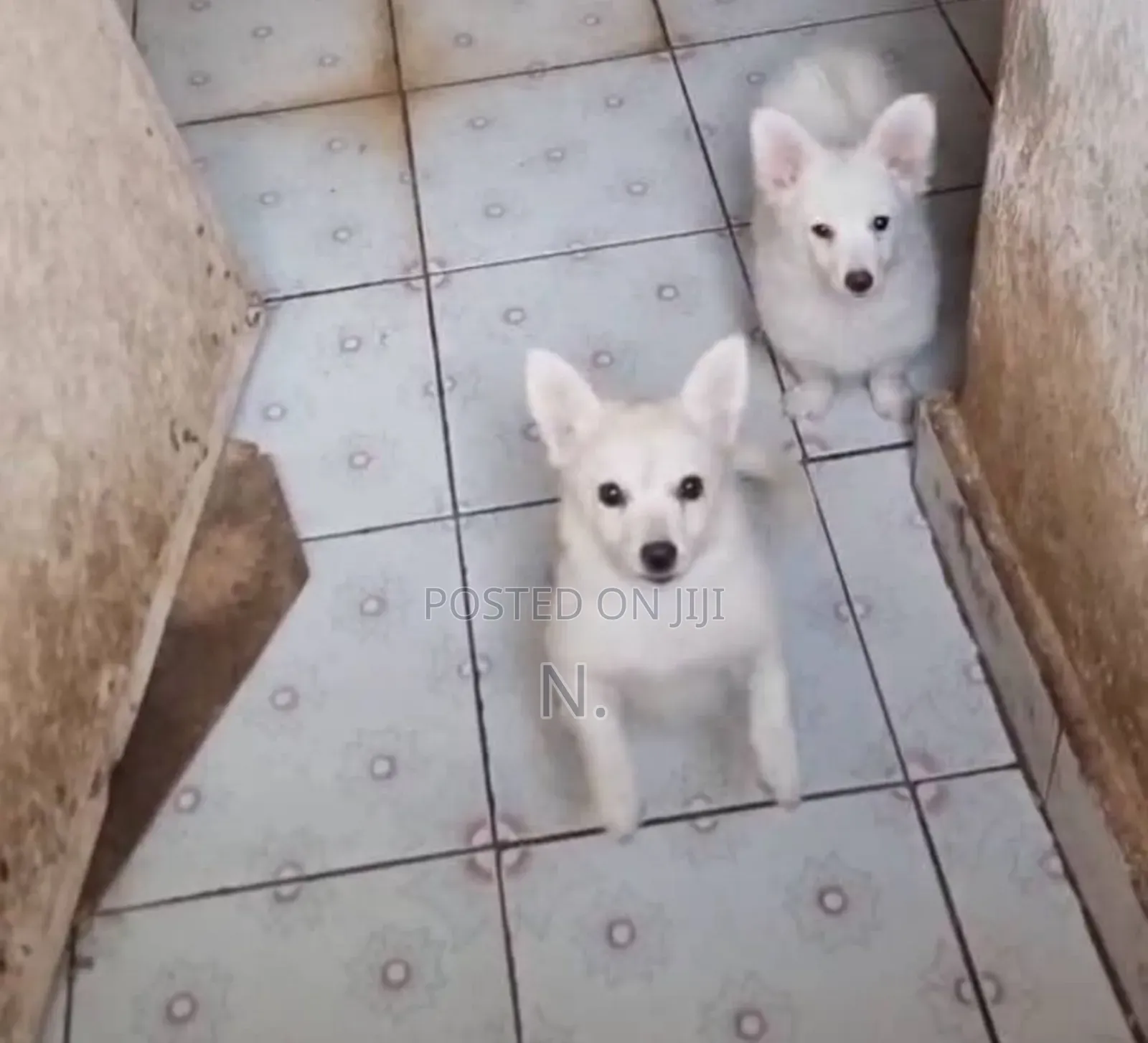 1-3 months Female Purebred Japanese Spitz