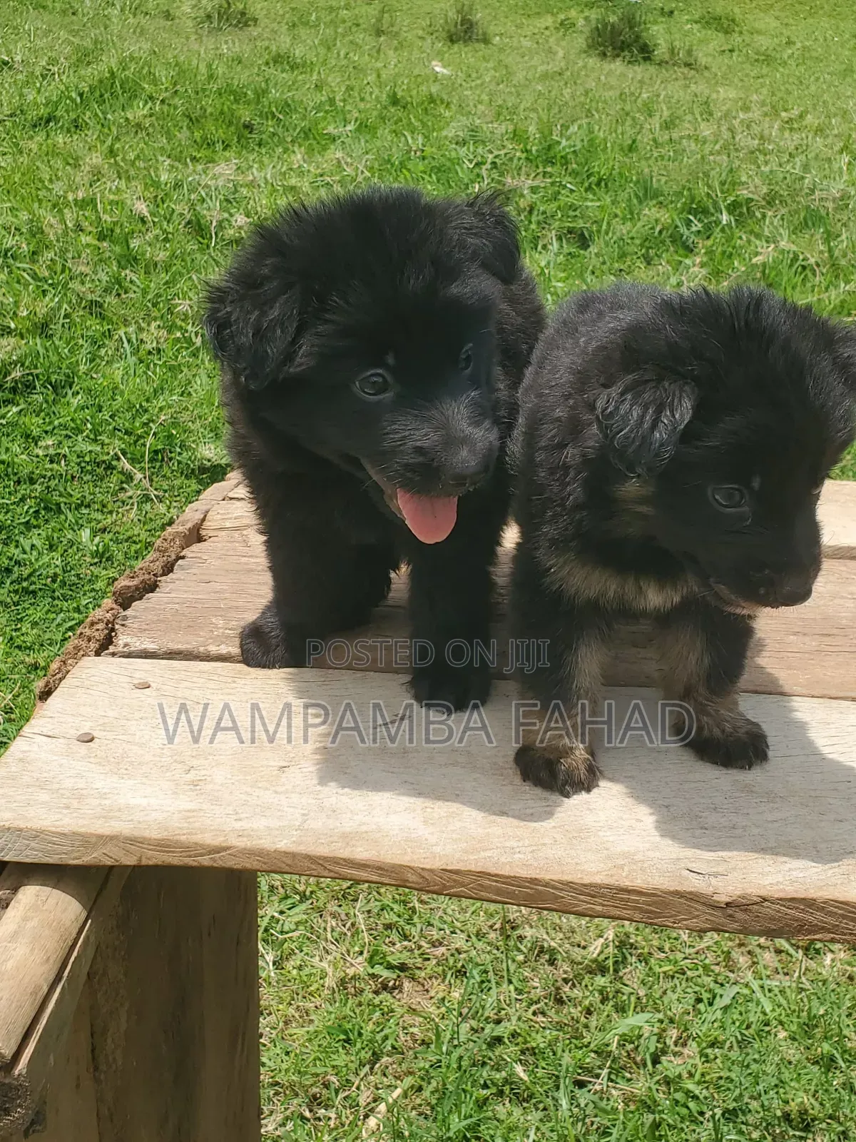 1-3 months Male Purebred German Shepherd
