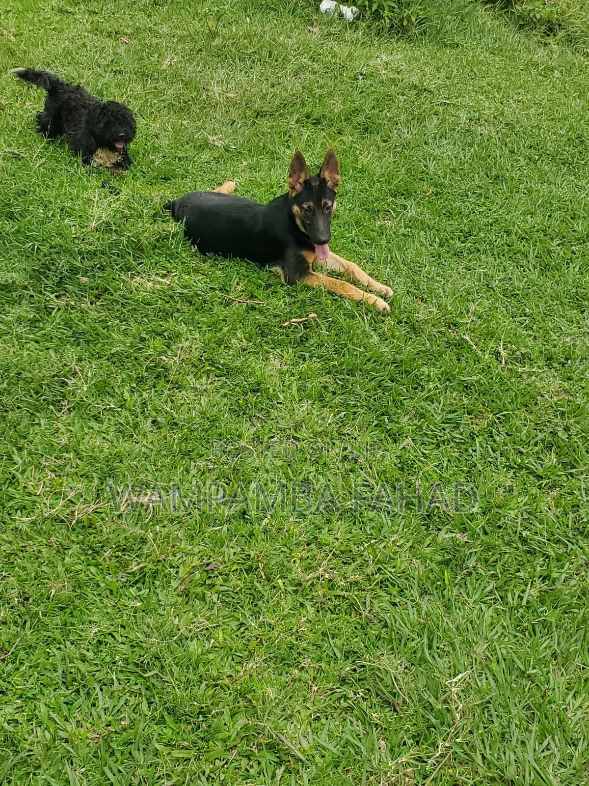 1-3 months Male Mixed Breed German Shepherd