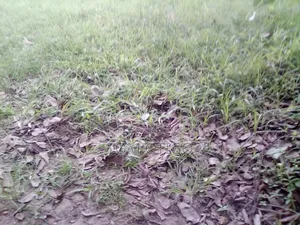 Plot of Land for Urgent Sale in Soroti