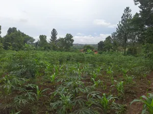 58 Decimals Piece of Land in Kira Nsasa at Ugx480m