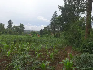 58 Decimals Piece of Land in Kira Nsasa at Ugx480m