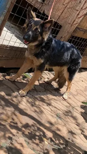 3-6 months Male Purebred German Shepherd