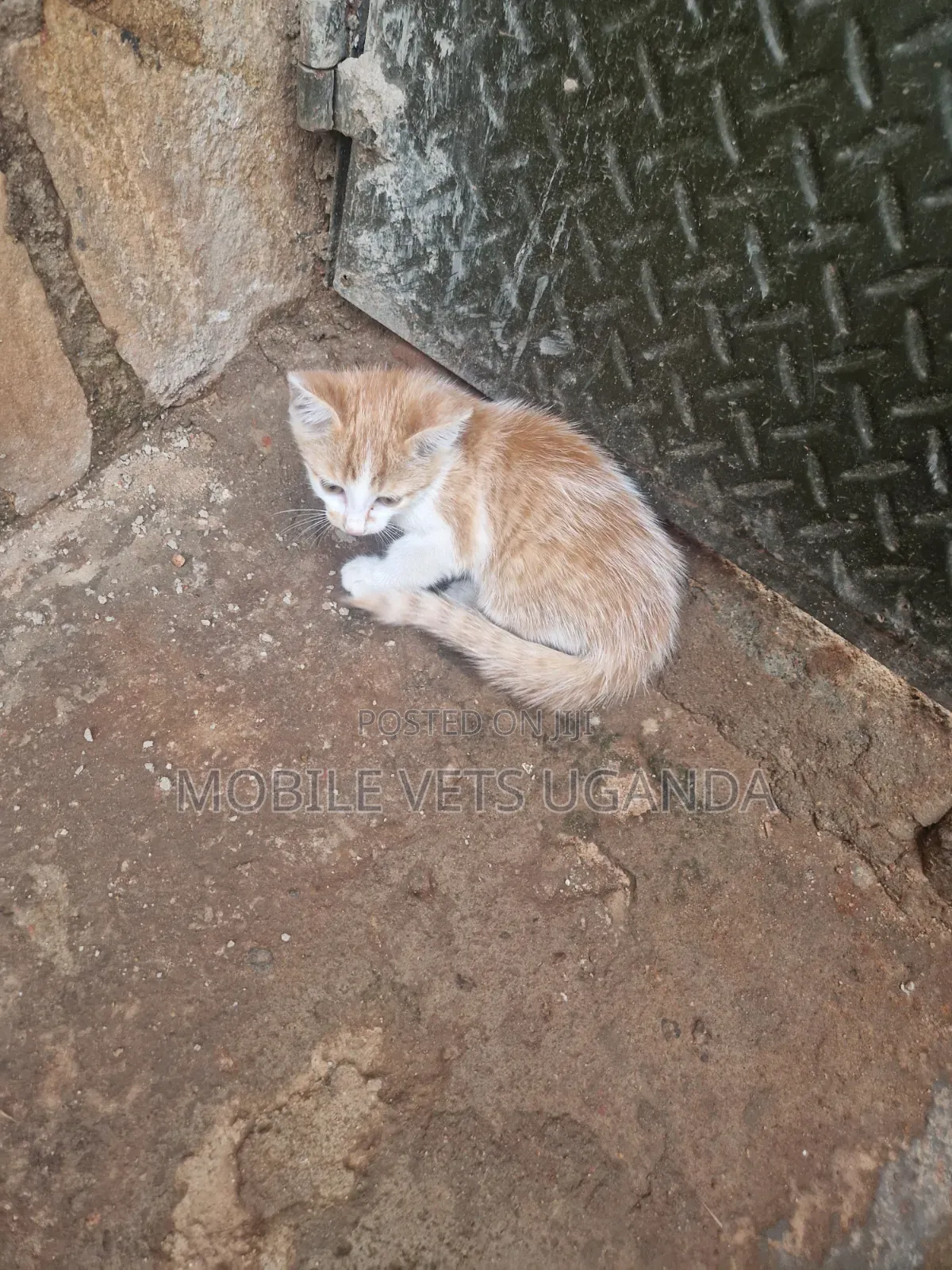 3-6 months Male Purebred American Wirehair