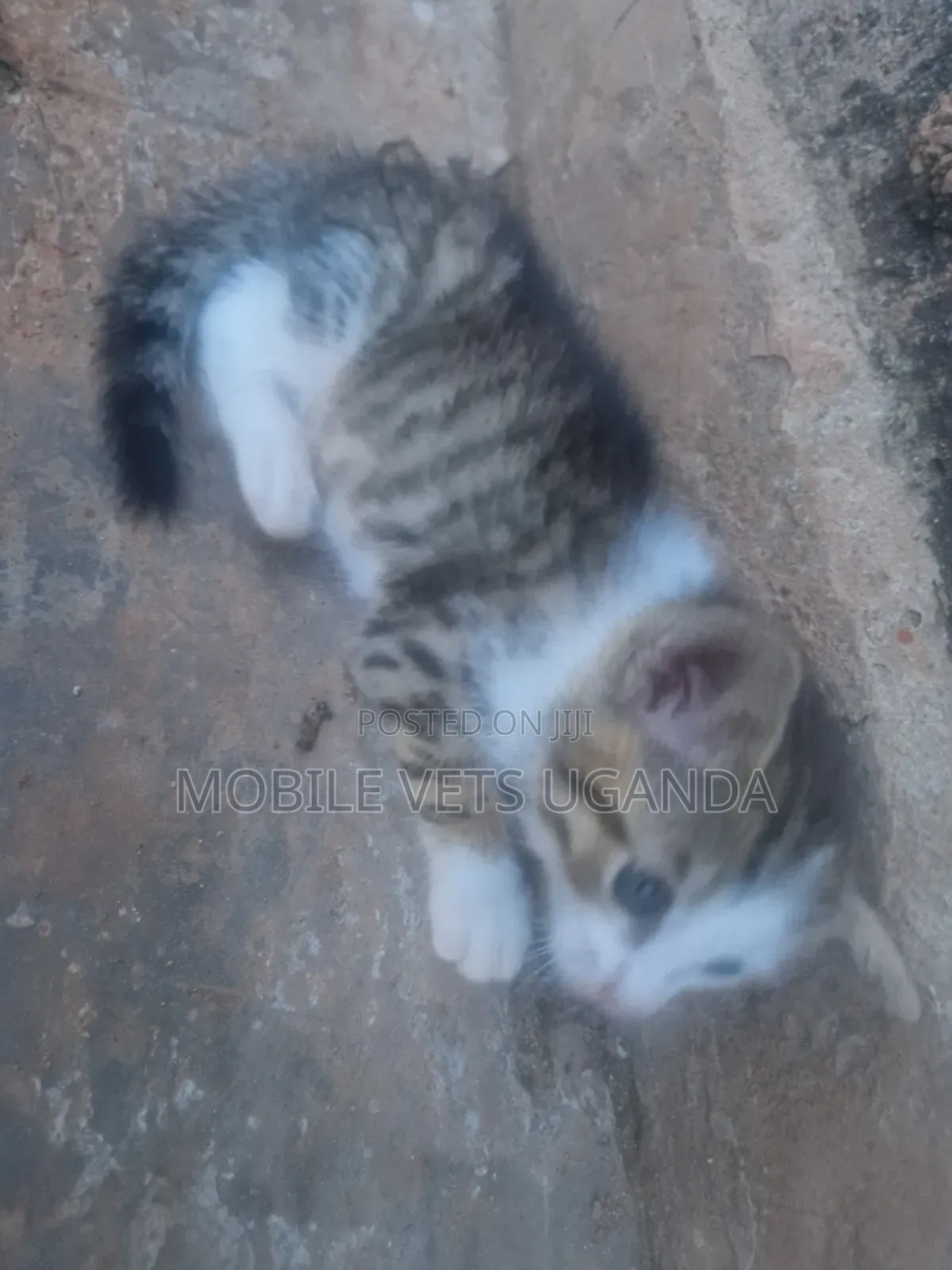 0-1 month Male Purebred Bombay