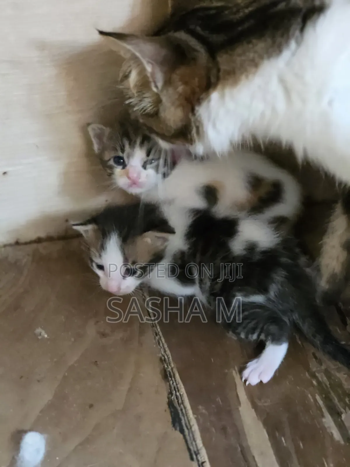 1-3 months Female Mixed Breed Exotic