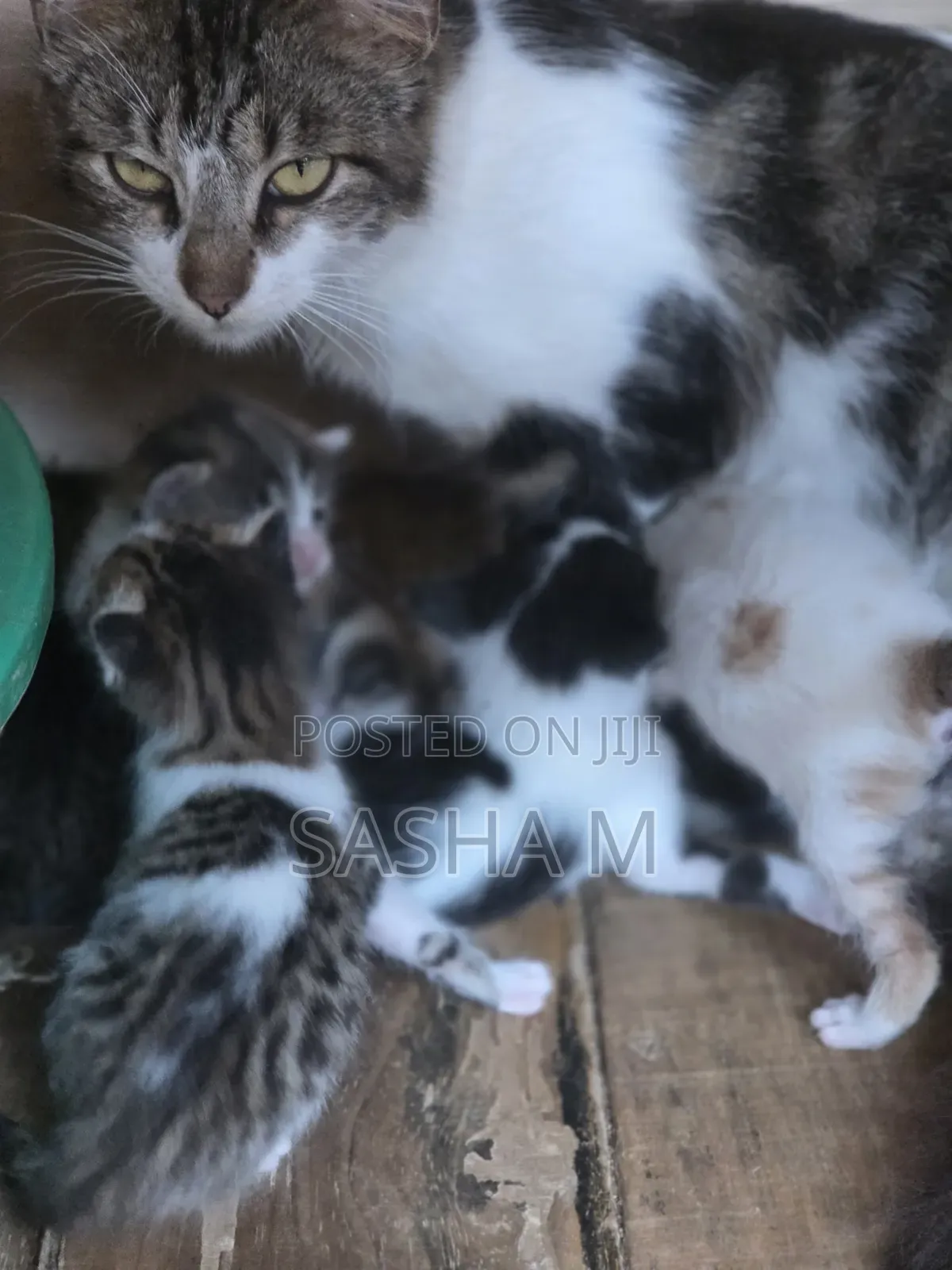 1-3 months Female Mixed Breed Exotic