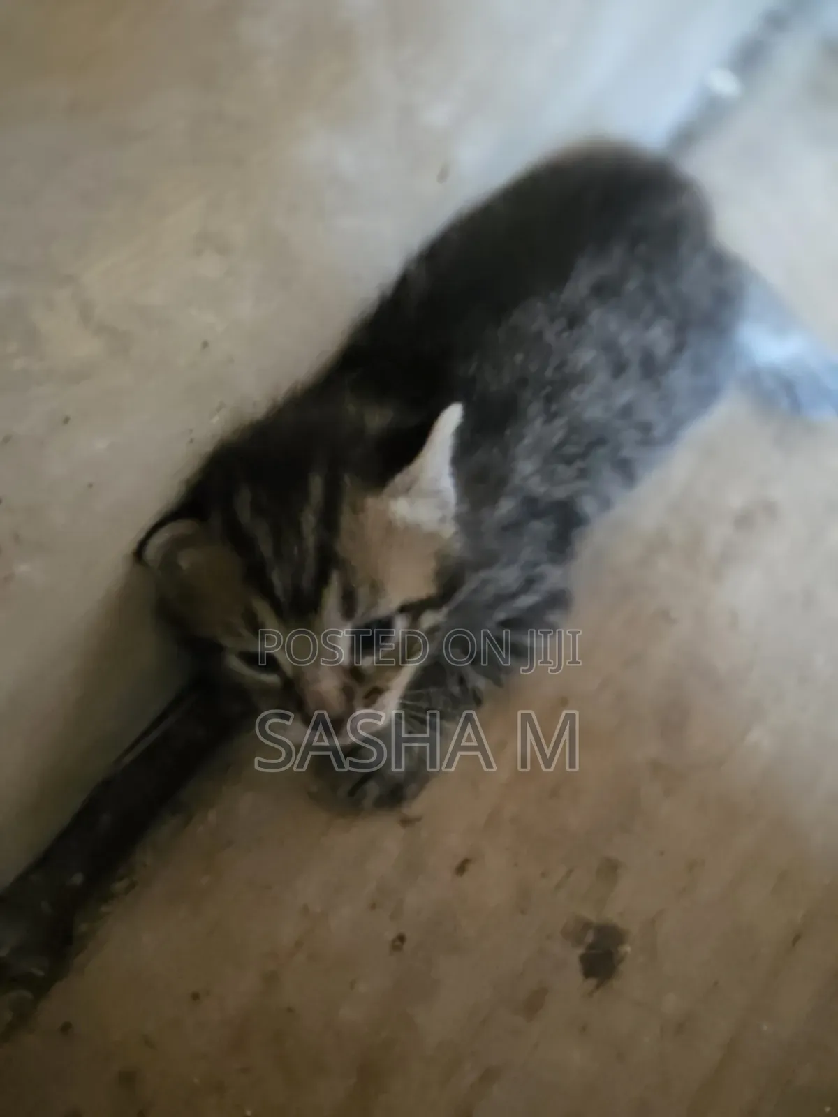 1-3 months Female Mixed Breed Exotic