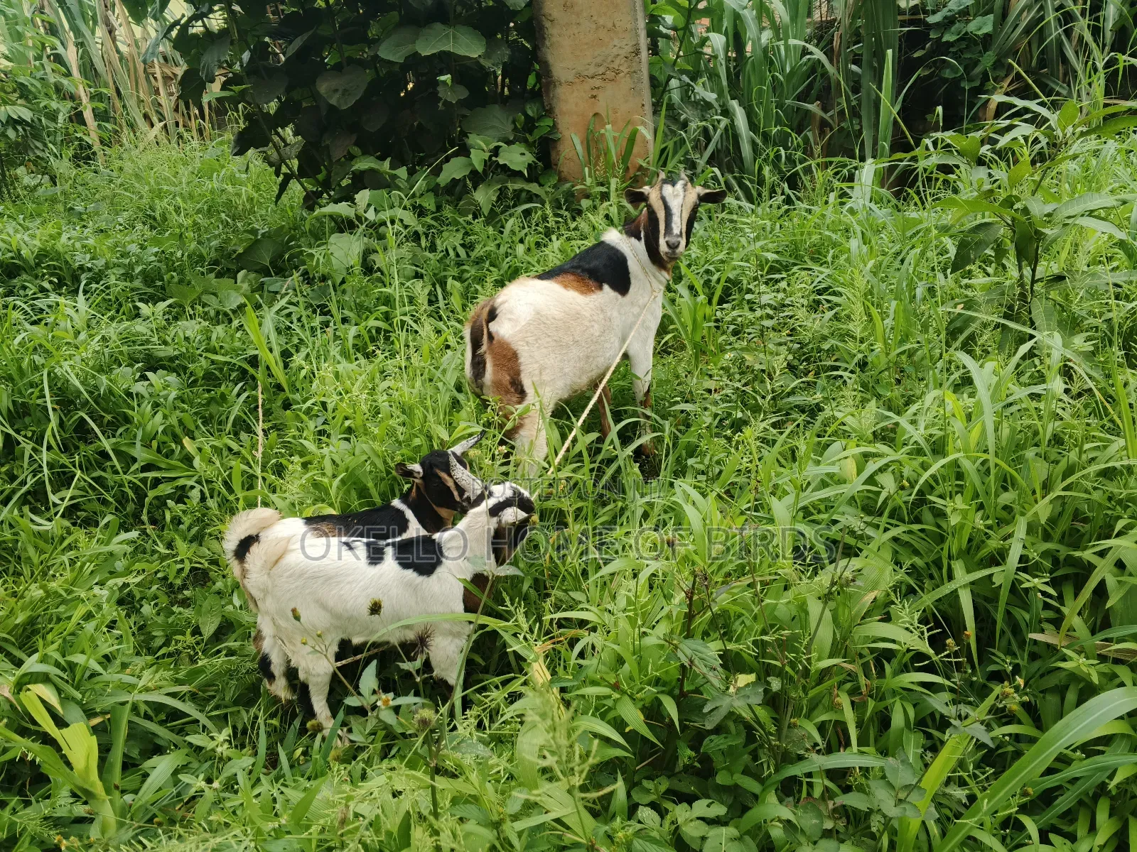 She Goats Deliver 2 Kids