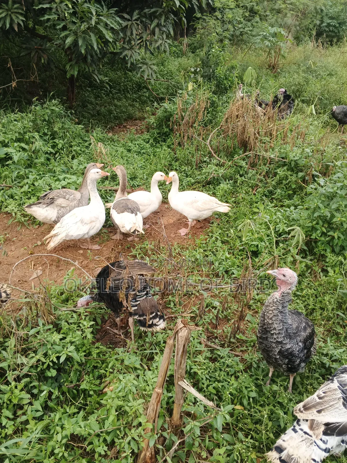 5 Geese and 2 Turkeys for Sale