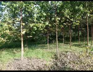 100ft by 100ft