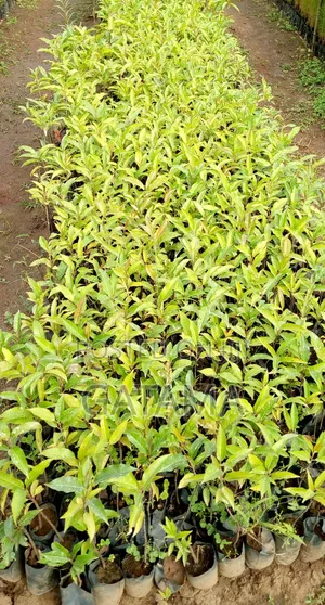 Prunus Africana/Ntasesa Seedlings
