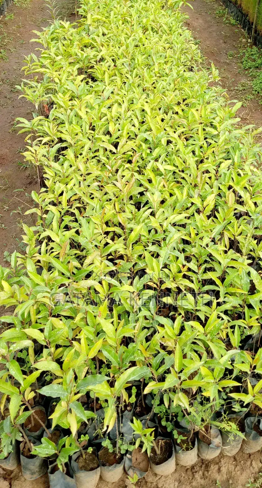 Prunus Africana/Ntasesa Seedlings